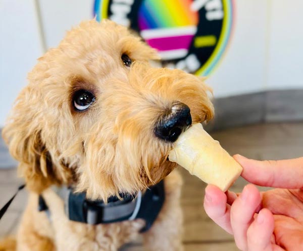 a dog with an ice cream cone